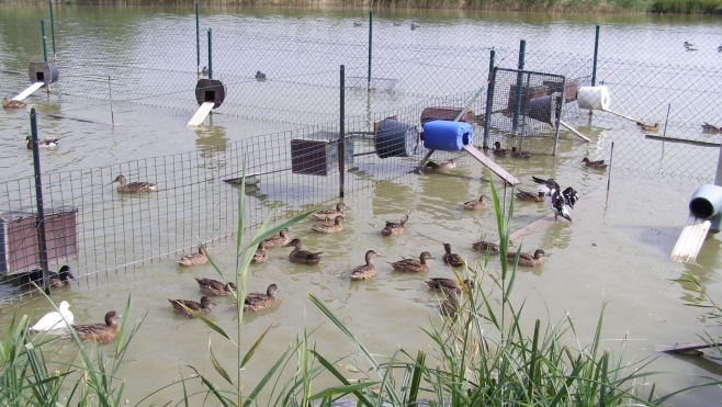 Un cas de grippe aviaire dans le Pas-de-Calais