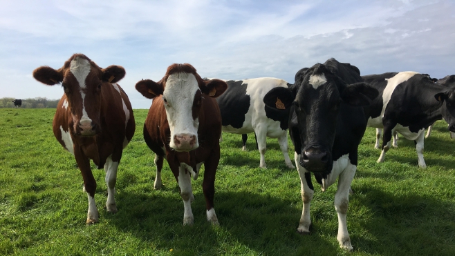 Wacquinghen : pour sortir de la crise du lait un agriculteur mise sur le bio.