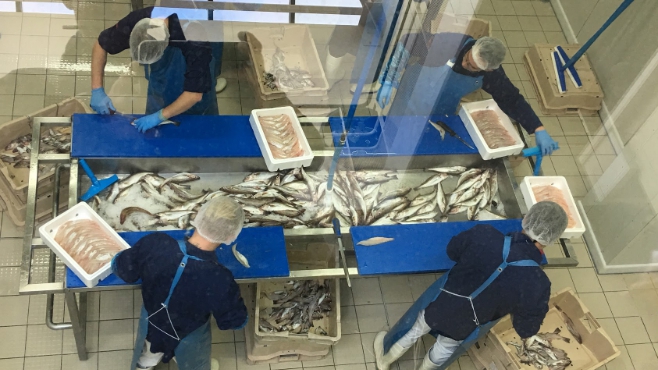 Devenez fileteur de poisson, une filière toujours bien vivante à Boulogne.