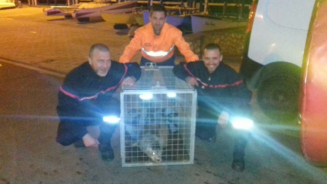 Un bébé phoque sauvé à Wimereux