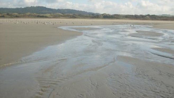 Pollution d’hydrocarbures sur la plage de Dannes