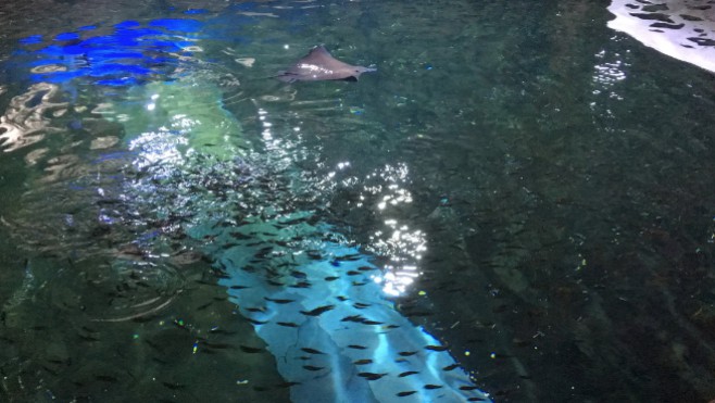 5000 sardines prêtes à plonger dans le Grand Bassin de Nausicaà !