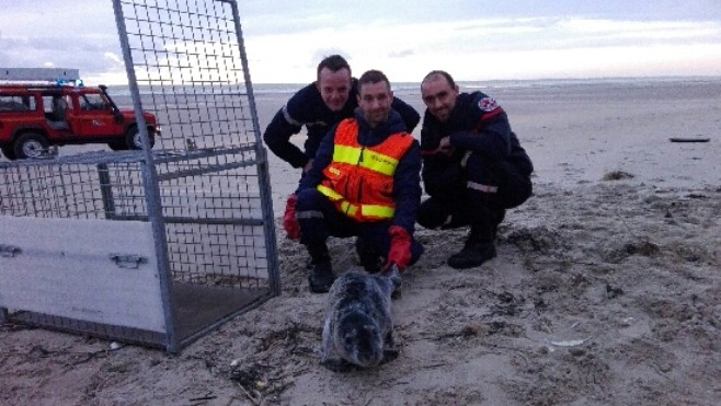 Un bébé phoque secouru à Saint-Etienne-au-Mont 