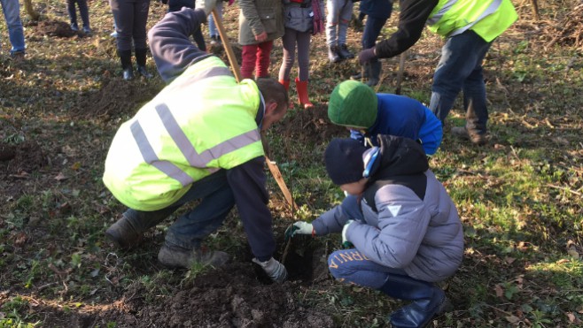 1500 arbres replantés au bois d’Haringzelle après la maladie du frêne !