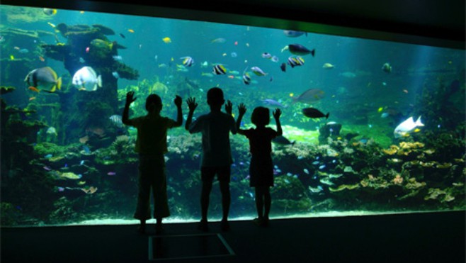 Nausicaà N°1 du classement « des plus beaux aquariums de France » 