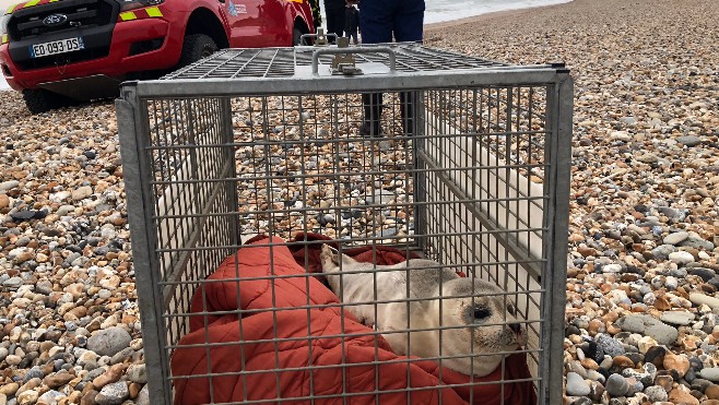 Un bébé phoque sauvé sur la plage d'Audresselles