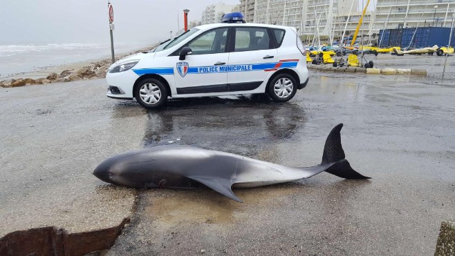 Hardelot: un dauphin retrouvé mort sur la plage