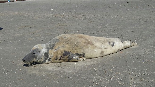 Wimereux : un vieux phoque se repose sur les plages, les promeneurs doivent rester distants