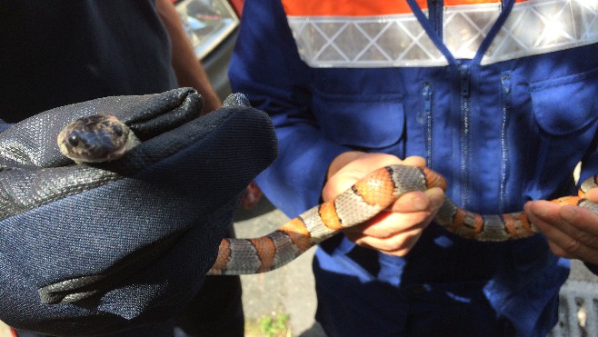 Une boulonnaise tombe nez à nez avec un serpent dans son appartement.