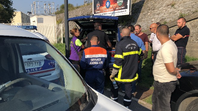 Boulogne : un chien enfermé en plein soleil secouru