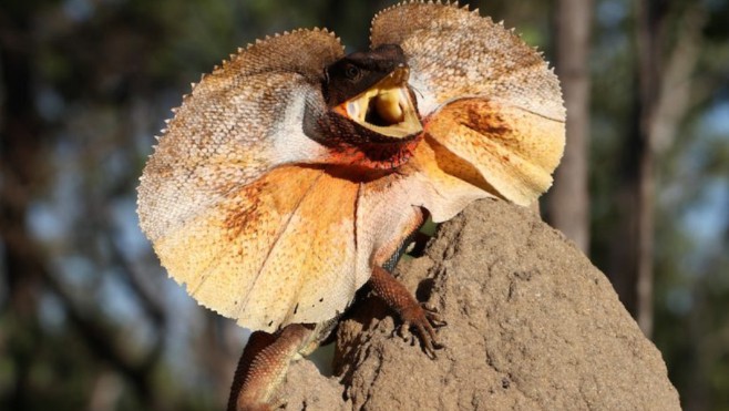 Trois lézards à collerette sont arrivés à Nausicaa