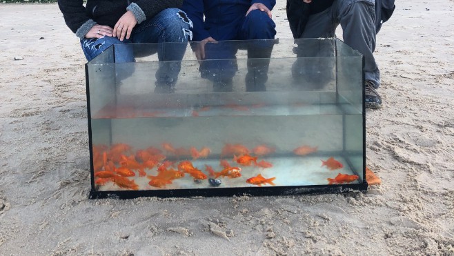 Une cinquantaine de poissons rouges abandonnés sur la plage d'Escalles !