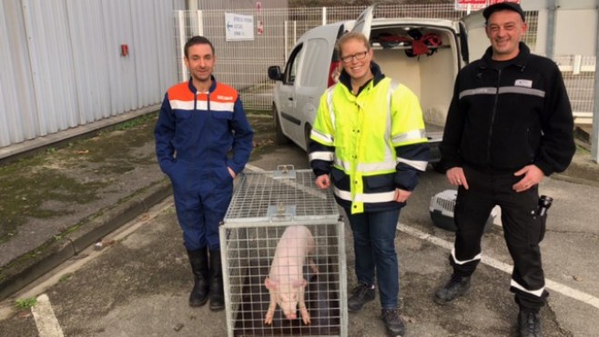 Outreau: un cochon récupéré en divagation dans la zone industrielle