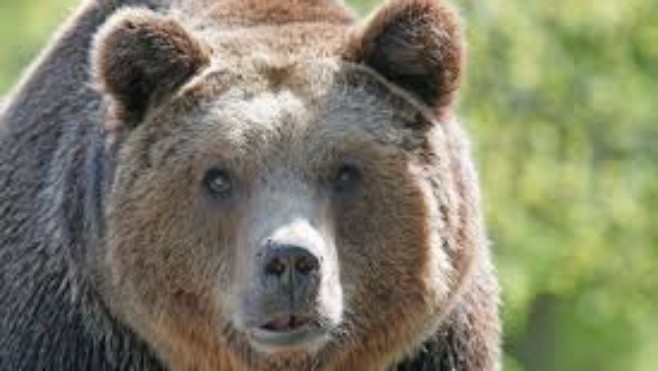 Des ours bruns américains à Pairi Daiza