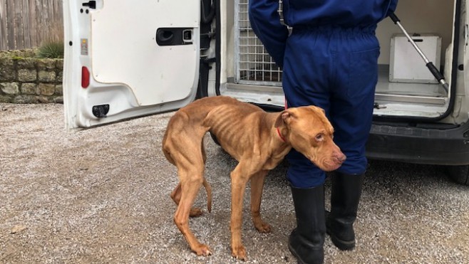 Boulogne : un chien agonisant secouru dans un appartement