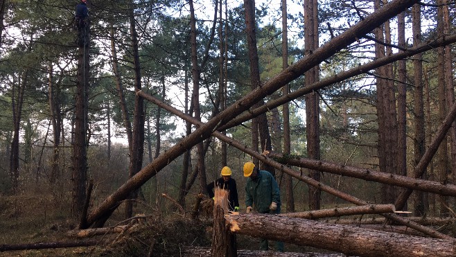 Dannes: des bénévoles néerlandais participent à un chantier nature au Mont Saint Frieux