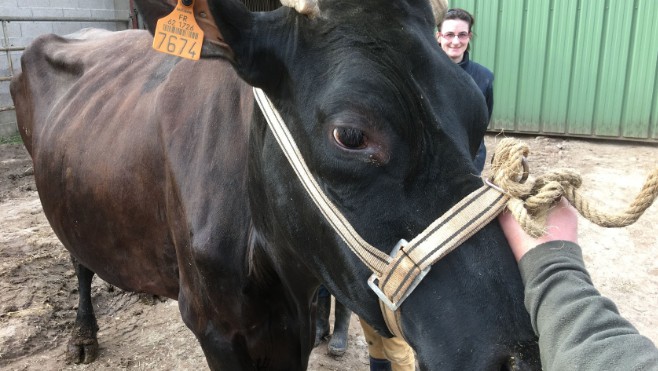 Au salon de l'agriculture, Icône une Rouge Flamande de Samer est troisième !