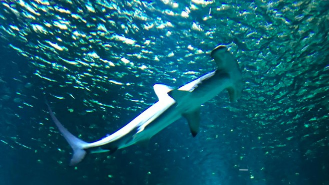 Décès du dernier requin-marteau à Nausicaá