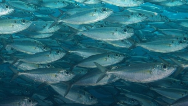 Un aquarium se fissure à Nausicaà !