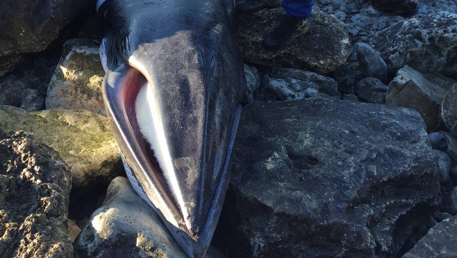 Un rorqual de 3 mètres de long s'échoue à Wimereux