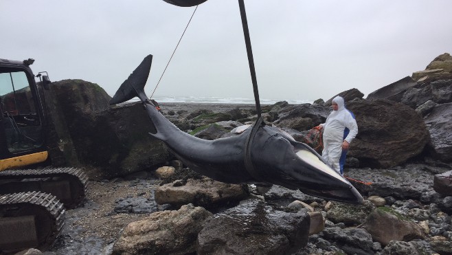 Le rorqual retrouvé mardi à Wimereux a été relevé