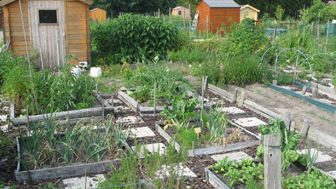 L'activité est encadrée dans les jardins ouvriers.