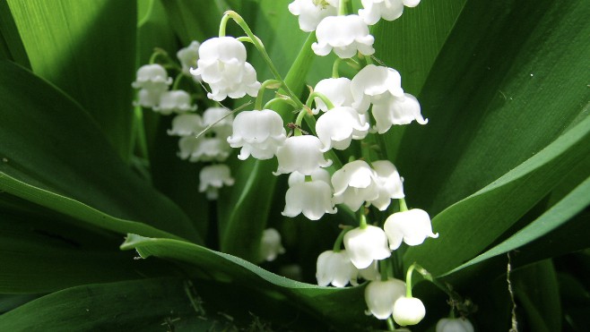 1er Mai: la vente du muguet va être étroitement encadrée