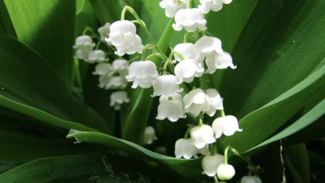 Avec le confinement, les fleuristes s'adaptent pour vendre le traditionnel muguet du 1er mai