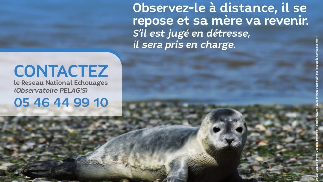 Ne vous approchez pas des phoques qui se reposent sur les bancs de sable de notre littoral !