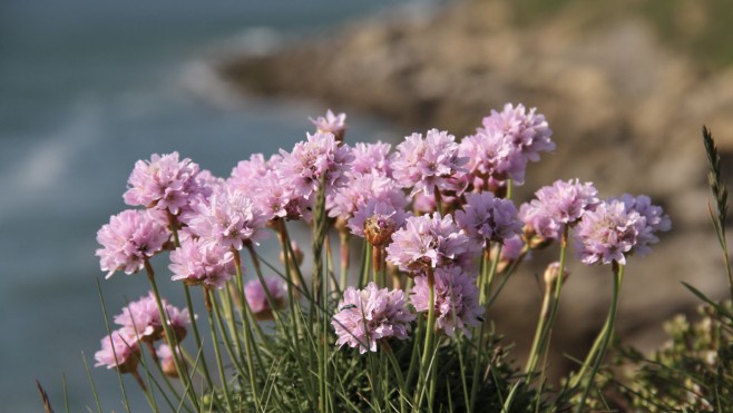 Sorties: découvrez la flore et la géologie du Cap Blanc Nez