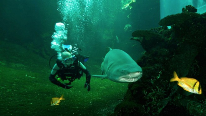 Salon Nausicaà, la polémique des requins-marteaux lui a fait perdre 26 000 visiteurs.