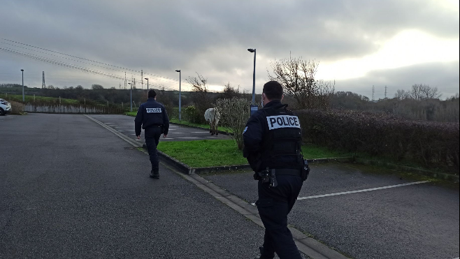 Boulogne : une vache en balade près de l'hôpital