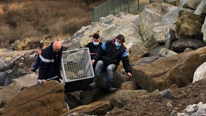 Audinghen: sauvetage d'un bébé phoque pris dans des filets