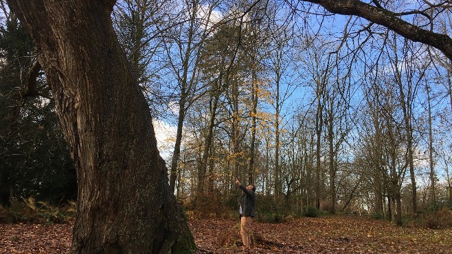 La Capelle les Boulogne : votez pour l'arbre de l'année au château de Conteval !