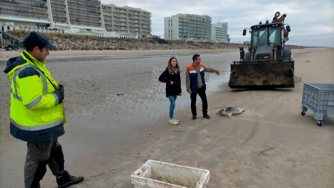 Neufchatel-Hardelot: un bébé phoque blessé secouru sur la plage