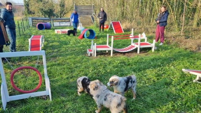 Succès de l’Académie canine pour chiots à Recques-sur-Hem