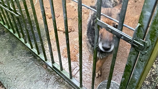 Lottinghen : 3 chiens ont été retrouvés abandonnés et à l’agonie dans une maison.