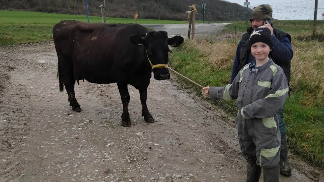 Une vache de Samer, Lumineuse, s'apprête à défiler au Salon International de l'Agriculture.