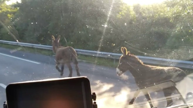 Des ânes déambulent sur l’A16 !