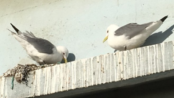 Grippe aviaire : extension de la zone réglementée à plusieurs communes du boulonnais