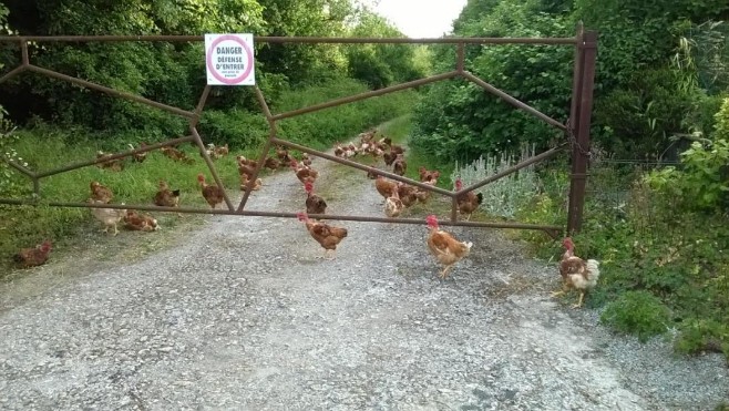 Une cinquantaine de poules en divagation ce matin à Longfossé