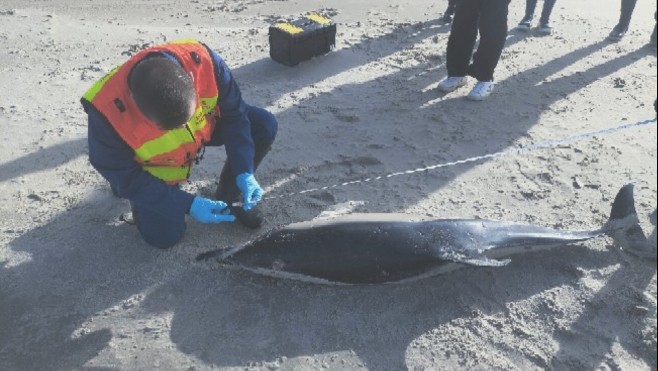 Un dauphin échoué à St-Etienne-au-Mont