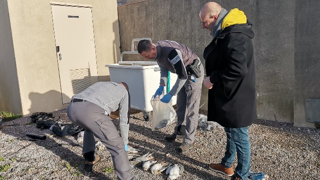 Boulogne: de nouveaux cadavres d'oiseaux morts de la grippe aviaire ont été découverts