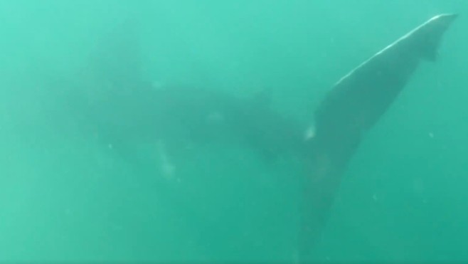 Un requin-pèlerin observé près du Cap Gris-Nez