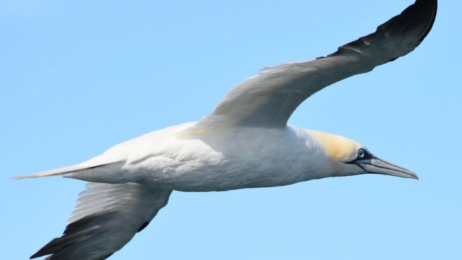 Près de 700 oiseaux, plus de 100 mammifères marins, et des milliers de déchets repérés dans les eaux du parc naturel marin 