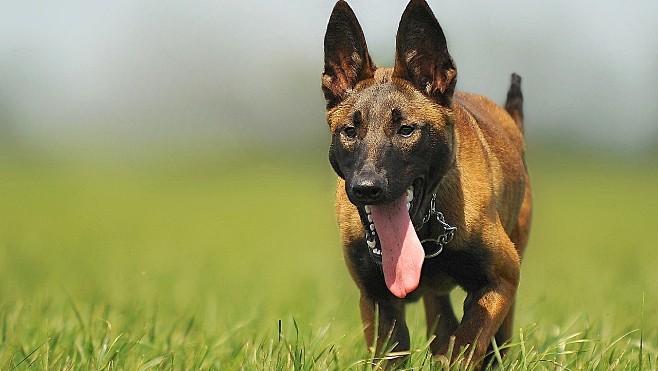 Boulogne-sur-mer : un homme mordu par un chien au niveau des parties génitales