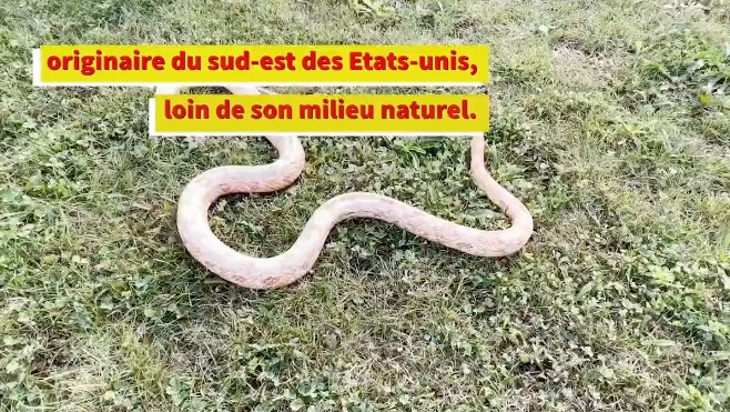 Abbeville: les pompiers ont capturé un serpent des blés