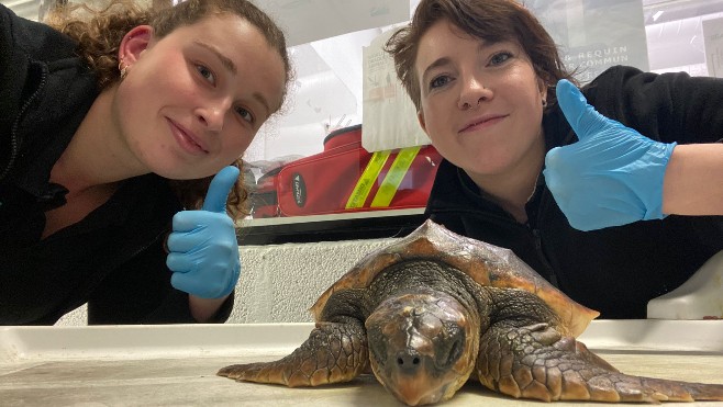 Une tortue caouanne découverte sur la plage du Portel juste avant Noël.