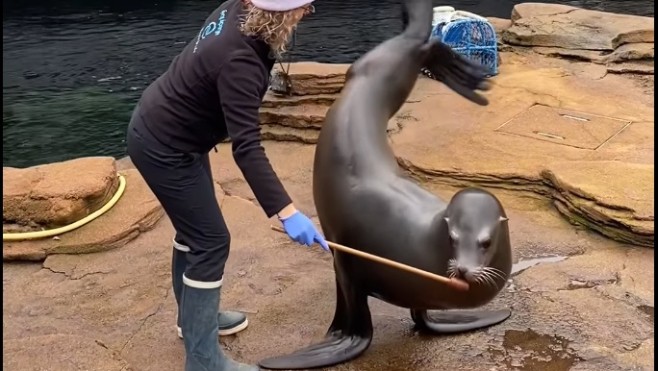 A Nausicaà, une soigneuse mordue par un lion de mer.