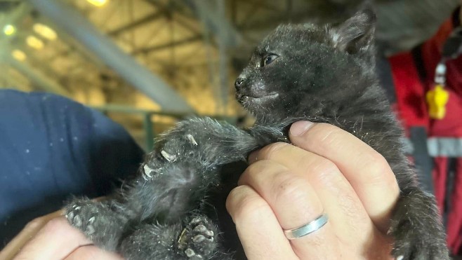 Bourbourg: des chatons bloqués dans un silo de blé, sauvés par les pompiers